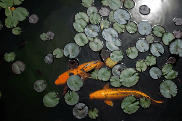 Pond Cleanouts